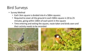 Bird Surveys
• Survey Method
• Each 1km square is divided into 4 x 500m squares
• Required to cover all the ground in each 500m square in 20 to 25
minutes, going within 100m of each point in the square
• Time entering and exiting the square, route taken and birds seen and
their activity needs to be recorded
 
