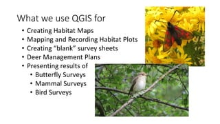 What we use QGIS for
• Creating Habitat Maps
• Mapping and Recording Habitat Plots
• Creating “blank” survey sheets
• Deer Management Plans
• Presenting results of
• Butterfly Surveys
• Mammal Surveys
• Bird Surveys
 