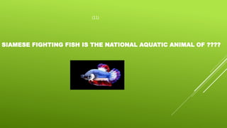 (11)
SIAMESE FIGHTING FISH IS THE NATIONAL AQUATIC ANIMAL OF ????
 