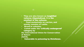 (5)
• They are also known as longbilled
vultures (Gypsindicus). It is the
smallest of the vultures.
• Feed exclusively on carrion, and
mainly remains of cattle.
• Breed in colonies.
• Listed under the ‘critically endangered’
category by
the International Union for Conservation
of Nature
(IUCN).
• Vulnerable to poisoning by Diclofenac.
 