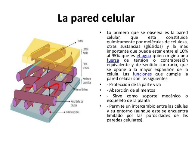 Clase 1 la célula vegetal