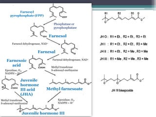 Farnesyl
pyrophosphate (FPP)
Phosphatase or
pyrophosphatase
Farnesol
Farnesol dehydrogenase, NAD+
Farnesal
Farnesal dehydrogenase, NAD+
Farnesoic
acid
Methyl transferase
S-adenosyl-methionine
Epoxidase, O2,
NADPH + H+
Epoxidase, O2,
NADPH + H+
Juvenile
hormone
III acid
(JHA)
Methyl transferase
S-adenosyl-methionine
Methyl farnesoate
Juvenile hormone III
 