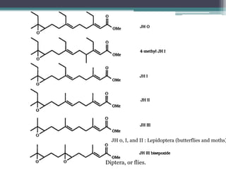 JH 0, I, and II : Lepidoptera (butterflies and moths)
Diptera, or flies.
 