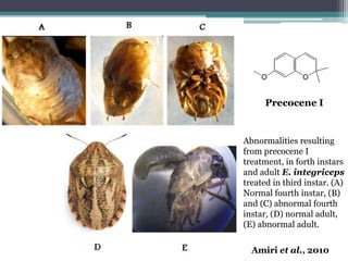 Abnormalities resulting
from precocene I
treatment, in forth instars
and adult E. integriceps
treated in third instar. (A)
Normal fourth instar, (B)
and (C) abnormal fourth
instar, (D) normal adult,
(E) abnormal adult.
Amiri et al., 2010
Precocene I
 