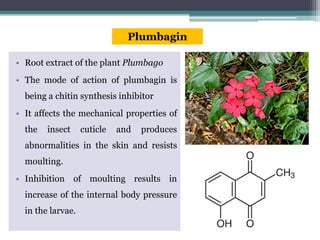 • Root extract of the plant Plumbago
• The mode of action of plumbagin is
being a chitin synthesis inhibitor
• It affects the mechanical properties of
the insect cuticle and produces
abnormalities in the skin and resists
moulting.
• Inhibition of moulting results in
increase of the internal body pressure
in the larvae.
Plumbagin
 
