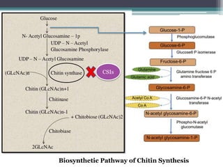 CSIs
Biosynthetic Pathway of Chitin Synthesis
 