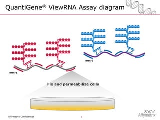 QuantiGene® ViewRNA Assay diagram




                                              RNA-2




 RNA-1




                          Fix and permeabilize cells




Affymetrix Confidential                   1
 