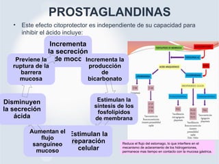 PROSTAGLANDINAS
• Este efecto citoprotector es independiente de su capacidad para
inhibir el ácido incluye:
Incrementa
la secreción
de moco Incrementa la
producción
de
bicarbonato
Estimulan la
síntesis de los
fosfolípidos
de membrana
Estimulan la
reparación
celular
Aumentan el
flujo
sanguíneo
mucoso
Disminuyen
la secreción
ácida
Previene la
ruptura de la
barrera
mucosa
Reduce el flujo del estomago, lo que interfiere en el
mecanismo de aclaramiento de los hidrogeniones,
permanece mas tiempo en contacto con la mucosa gástrica.
 