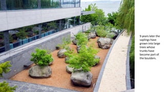 9 years later the
saplings have
grown into large
trees whose
trunks have
become part of
the boulders.
 