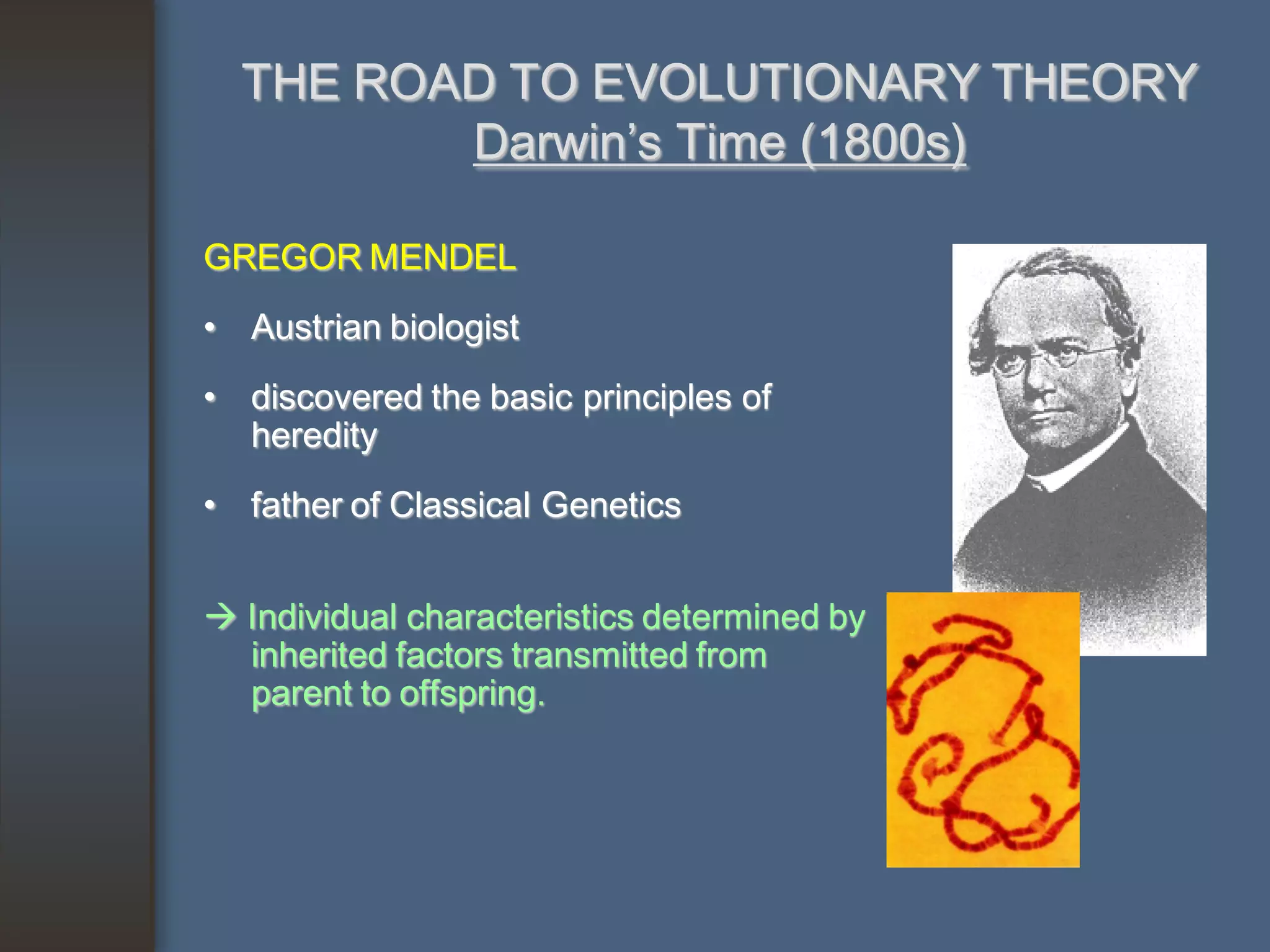 THE ROAD TO EVOLUTIONARY THEORY
         Darwin’s Time (1800s)

GREGOR MENDEL
• Austrian biologist
• discovered the basic principles of
  heredity
• father of Classical Genetics


 Individual characteristics determined by
  inherited factors transmitted from
  parent to offspring.
 