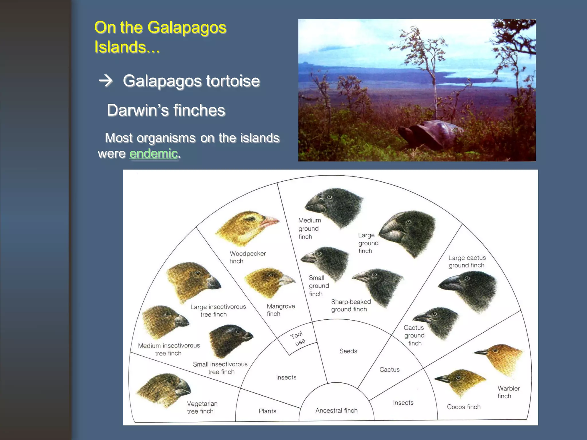 On the Galapagos
Islands...

 Galapagos tortoise
 Darwin’s finches
 Most organisms on the islands
were endemic.
 