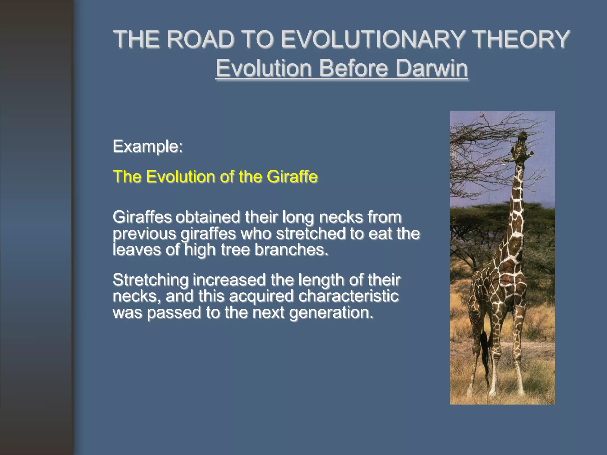 THE ROAD TO EVOLUTIONARY THEORY
       Evolution Before Darwin


Example:
The Evolution of the Giraffe

Giraffes obtained their long necks from
previous giraffes who stretched to eat the
leaves of high tree branches.
Stretching increased the length of their
necks, and this acquired characteristic
was passed to the next generation.
 