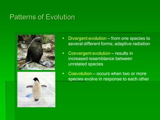 Theory of Evolution | PDF