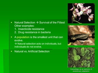  Natural Selection  Survival of the Fittest
  Other examples:
  1. Insecticide resistance
  2. Drug resistance in bacter...