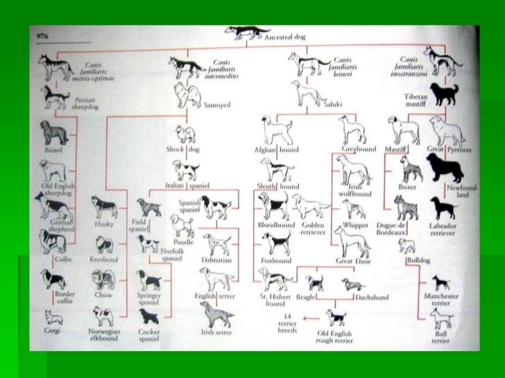 Adaptive Radiation Vs Natural Selection Adaptive Radiation Vs Natural Selection