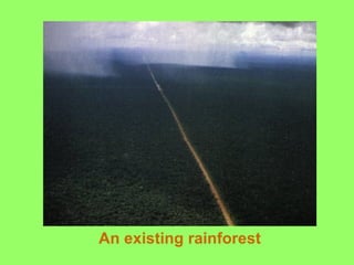 An existing rainforest 