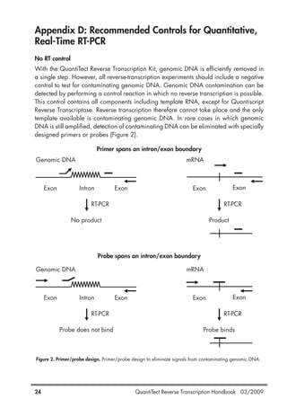 QuantiTect Reverse Transcription Handbook 03/200924
Appendix D: Recommended Controls for Quantitative,
Real-Time RT-PCR
No RT control
With the QuantiTect Reverse Transcription Kit, genomic DNA is efficiently removed in
a single step. However, all reverse-transcription experiments should include a negative
control to test for contaminating genomic DNA. Genomic DNA contamination can be
detected by performing a control reaction in which no reverse transcription is possible.
This control contains all components including template RNA, except for Quantiscript
Reverse Transcriptase. Reverse transcription therefore cannot take place and the only
template available is contaminating genomic DNA. In rare cases in which genomic
DNA is still amplified, detection of contaminating DNA can be eliminated with specially
designed primers or probes (Figure 2).
Primer spans an intron/exon boundary
Probe spans an intron/exon boundary
Figure 2. Primer/probe design. Primer/probe design to eliminate signals from contaminating genomic DNA.
1056039_HB 19.03.2009 14:01 Uhr Seite 24
 
