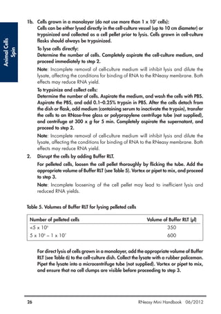AnimalCells
Spin
26 RNeasy Mini Handbook 06/2012
1b. Cells grown in a monolayer (do not use more than 1 x 107
cells):
Cells can be either lysed directly in the cell-culture vessel (up to 10 cm diameter) or
trypsinized and collected as a cell pellet prior to lysis. Cells grown in cell-culture
flasks should always be trypsinized.
To lyse cells directly:
Determine the number of cells. Completely aspirate the cell-culture medium, and
proceed immediately to step 2.
Note: Incomplete removal of cell-culture medium will inhibit lysis and dilute the
lysate, affecting the conditions for binding of RNA to the RNeasy membrane. Both
effects may reduce RNA yield.
To trypsinize and collect cells:
Determine the number of cells. Aspirate the medium, and wash the cells with PBS.
Aspirate the PBS, and add 0.1–0.25% trypsin in PBS. After the cells detach from
the dish or flask, add medium (containing serum to inactivate the trypsin), transfer
the cells to an RNase-free glass or polypropylene centrifuge tube (not supplied),
and centrifuge at 300 x g for 5 min. Completely aspirate the supernatant, and
proceed to step 2.
Note: Incomplete removal of cell-culture medium will inhibit lysis and dilute the
lysate, affecting the conditions for binding of RNA to the RNeasy membrane. Both
effects may reduce RNA yield.
2. Disrupt the cells by adding Buffer RLT.
For pelleted cells, loosen the cell pellet thoroughly by flicking the tube. Add the
appropriate volume of Buffer RLT (see Table 5). Vortex or pipet to mix, and proceed
to step 3.
Note: Incomplete loosening of the cell pellet may lead to inefficient lysis and
reduced RNA yields.
Table 5. Volumes of Buffer RLT for lysing pelleted cells
Number of pelleted cells Volume of Buffer RLT (µl)
<5 x 106
350
5 x 106
– 1 x 107
600
For direct lysis of cells grown in a monolayer, add the appropriate volume of Buffer
RLT (see Table 6) to the cell-culture dish. Collect the lysate with a rubber policeman.
Pipet the lysate into a microcentrifuge tube (not supplied). Vortex or pipet to mix,
and ensure that no cell clumps are visible before proceeding to step 3.
 