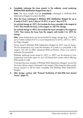 Stabilization
36 RNeasy Mini Handbook 06/2012
4. Completely submerge the tissue piece(s) in the collection vessel containing
RNAlater RNA Stabilization Reagent from step 2.
Note: The tissue sample must be immediately submerged in RNAlater RNA
Stabilization Reagent to protect the RNA.
5. Store the tissue submerged in RNAlater RNA Stabilization Reagent for up to
4 weeks at 2–8°C, up to 7 days at 15–25°C, or up to 1 day at 37°C.
For archival storage at –20°C, first incubate the tissue overnight in the reagent at
2–8°C. Then transfer the tissue, in the reagent, to –20°C for storage.
For archival storage at –80°C, first incubate the tissue overnight in the reagent at
2–8°C. Then remove the tissue from the reagent, and transfer it to –80°C for
storage.
Note: Lower temperatures are recommended for longer storage (e.g., 2–8°C for
up to 4 weeks instead of 37°C or room temperature (15–25°C); –20°C or –80°C
for longer storage).
Tissues stored in RNAlater RNA Stabilization Reagent at –20°C may not freeze.
The low temperature may cause the formation of crystals or a precipitate in the
reagent. This will not affect subsequent RNA purification. There is no need to
redissolve the precipitate.
RNAlater stabilized tissues stored at –20°C or –80°C can be thawed at room
temperature and frozen again for up to 20 freeze–thaw cycles without affecting
RNA quality or yield.
If transporting tissue samples in RNAlater RNA Stabilization Reagent, ensure that
the tissues always remain submerged in the reagent. Either keep the tubes upright
during transport or fill the tubes completely with RNAlater RNA Stabilization
Reagent.
6. After storage, continue with “Protocol: Purification of Total RNA from Animal
Tissues” (page 37).
 