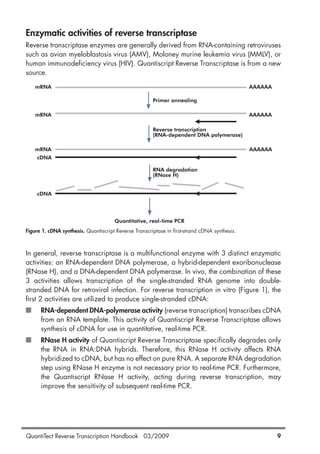 QuantiTect Reverse Transcription Handbook 03/2009 9
Enzymatic activities of reverse transcriptase
Reverse transcriptase enzymes are generally derived from RNA-containing retroviruses
such as avian myeloblastosis virus (AMV), Moloney murine leukemia virus (MMLV), or
human immunodeficiency virus (HIV). Quantiscript Reverse Transcriptase is from a new
source.
Figure 1. cDNA synthesis. Quantiscript Reverse Transcriptase in first-strand cDNA synthesis.
In general, reverse transcriptase is a multifunctional enzyme with 3 distinct enzymatic
activities: an RNA-dependent DNA polymerase, a hybrid-dependent exoribonuclease
(RNase H), and a DNA-dependent DNA polymerase. In vivo, the combination of these
3 activities allows transcription of the single-stranded RNA genome into double-
stranded DNA for retroviral infection. For reverse transcription in vitro (Figure 1), the
first 2 activities are utilized to produce single-stranded cDNA:
■ RNA-dependent DNA-polymerase activity (reverse transcription) transcribes cDNA
from an RNA template. This activity of Quantiscript Reverse Transcriptase allows
synthesis of cDNA for use in quantitative, real-time PCR.
■ RNase H activity of Quantiscript Reverse Transcriptase specifically degrades only
the RNA in RNA:DNA hybrids. Therefore, this RNase H activity affects RNA
hybridized to cDNA, but has no effect on pure RNA. A separate RNA degradation
step using RNase H enzyme is not necessary prior to real-time PCR. Furthermore,
the Quantiscript RNase H activity, acting during reverse transcription, may
improve the sensitivity of subsequent real-time PCR.
mRNA
mRNA
mRNA
cDNA
cDNA
AAAAAA
AAAAAA
AAAAAA
Primer annealing
Reverse transcription
(RNA-dependent DNA polymerase)
RNA degradation
(RNase H)
Quantitative, real-time PCR
1056039_HB 19.03.2009 14:01 Uhr Seite 9
 