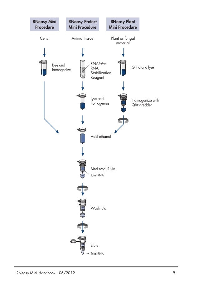 Qiagen Dna Extraction Kit