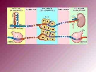 ¿Qué pasa con el pirúvico?
Entra a la
mitocondria
Termina de
oxidarse en
el ciclo de Krebs
citoplasma
mitocondri
a
 