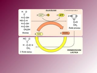 Fisiologia celular: Metabolismo