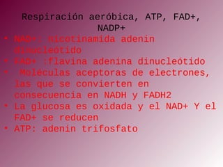NAD+ nicotinamida adenina
dinucleótido
 