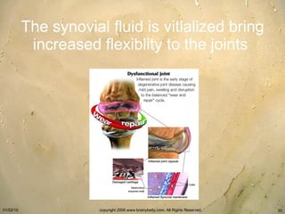 The synovial fluid is vitlalized bring increased flexiblity to the joints   
