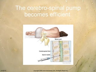 The cerebro-spinal pump becomes efficient   