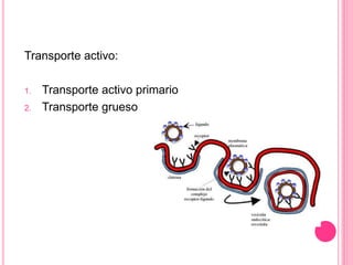 Transporte activo:
1. Transporte activo primario
2. Transporte grueso
 