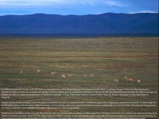 Le Tibet est la province la plus isolée de Chine et a fait partie de la Chine depuis l'époque de l'empereur Kublai Khan. Le plateau Qinghai-Tibet est le foyer de la chiru - antilope du Tibet. La chiru est un animal très protégé en Chine. Quatre aires de protections nationales ont été mis de côté spécifiquement pour protéger les espèces sauvages du Plateau du Tibet, y compris les populations et l'habitat des antilopes : Chang Tang Nature Reserve, Xianza Nature, Kekexili Réserve Nationale, et Arjin Shan Réserve Naturelle. Malgré cette protection juridique de premier ordre, la population de chiru est continuellement à la baisse et, aujourd'hui, l'espèce est extrêmement menacée. Le braconnage est la principale menace. Elle est abattue illégalement pour sa laine qui est connu sur le marché international comme «shahtoosh» ou «roi de la laine». En raison de l'éloignement, ces réserves naturelles sont incapables de protéger efficacement les chiru ou son habitat. Shahtoosh est considérée comme l'une des fibres les plus fines des animaux dans le monde et châles shahtoosh et foulards sont devenus les symboles de statut social élevé de la mode en Occident, pourtant vendu $ 10 000 chacun (plus de 7 000 €). La laine est de contrebande en provenance du Tibet principalement au Cachemire où il est tissé dans un tissu extrêmement fin à partir de laquelle les châles et écharpes sont tissés. Bien que la chiru est protégée en Chine, il est toujours légal de tisser shahtoosh en Inde. 