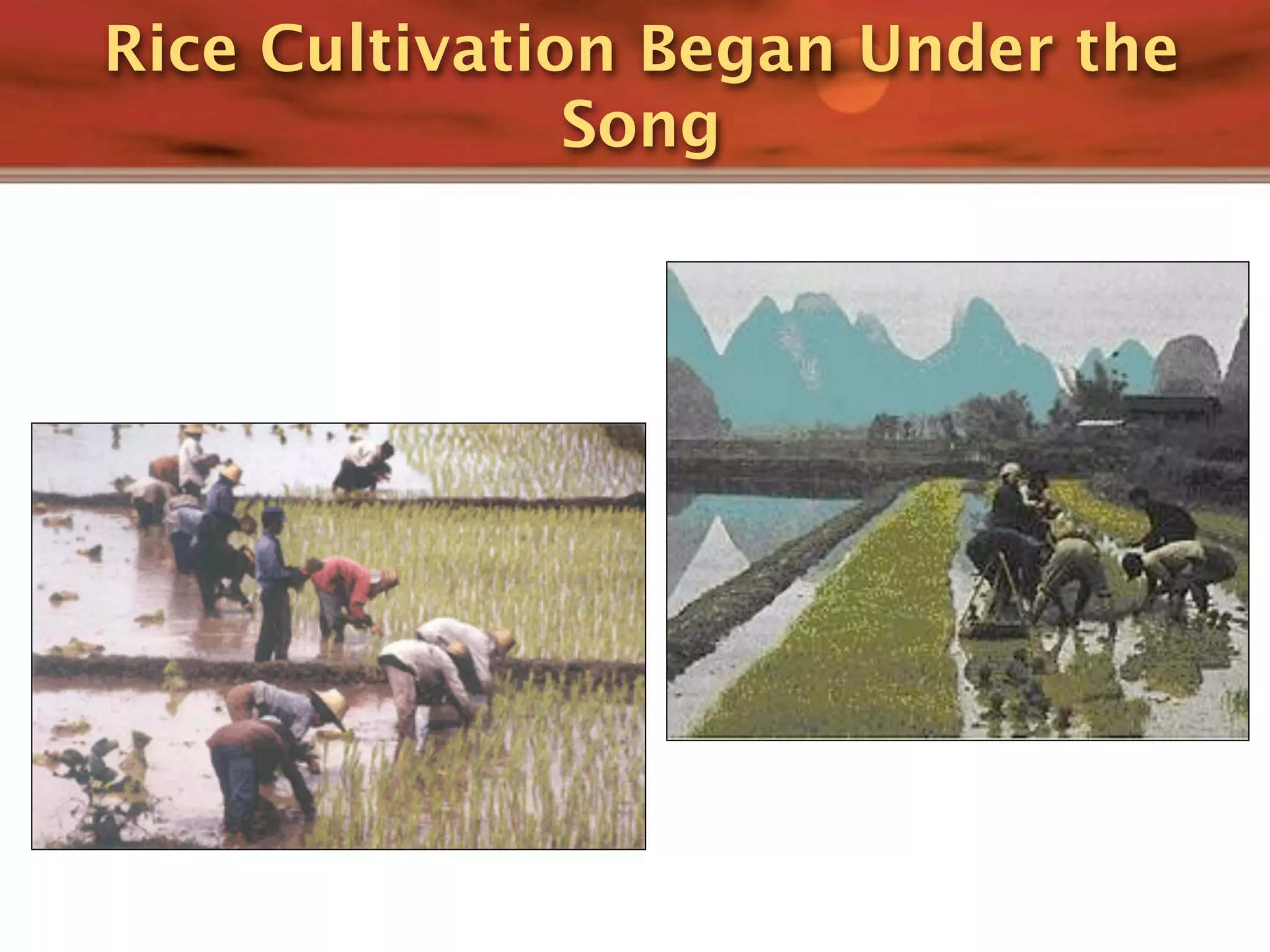 Rice Cultivation Began Under the
               Song
 