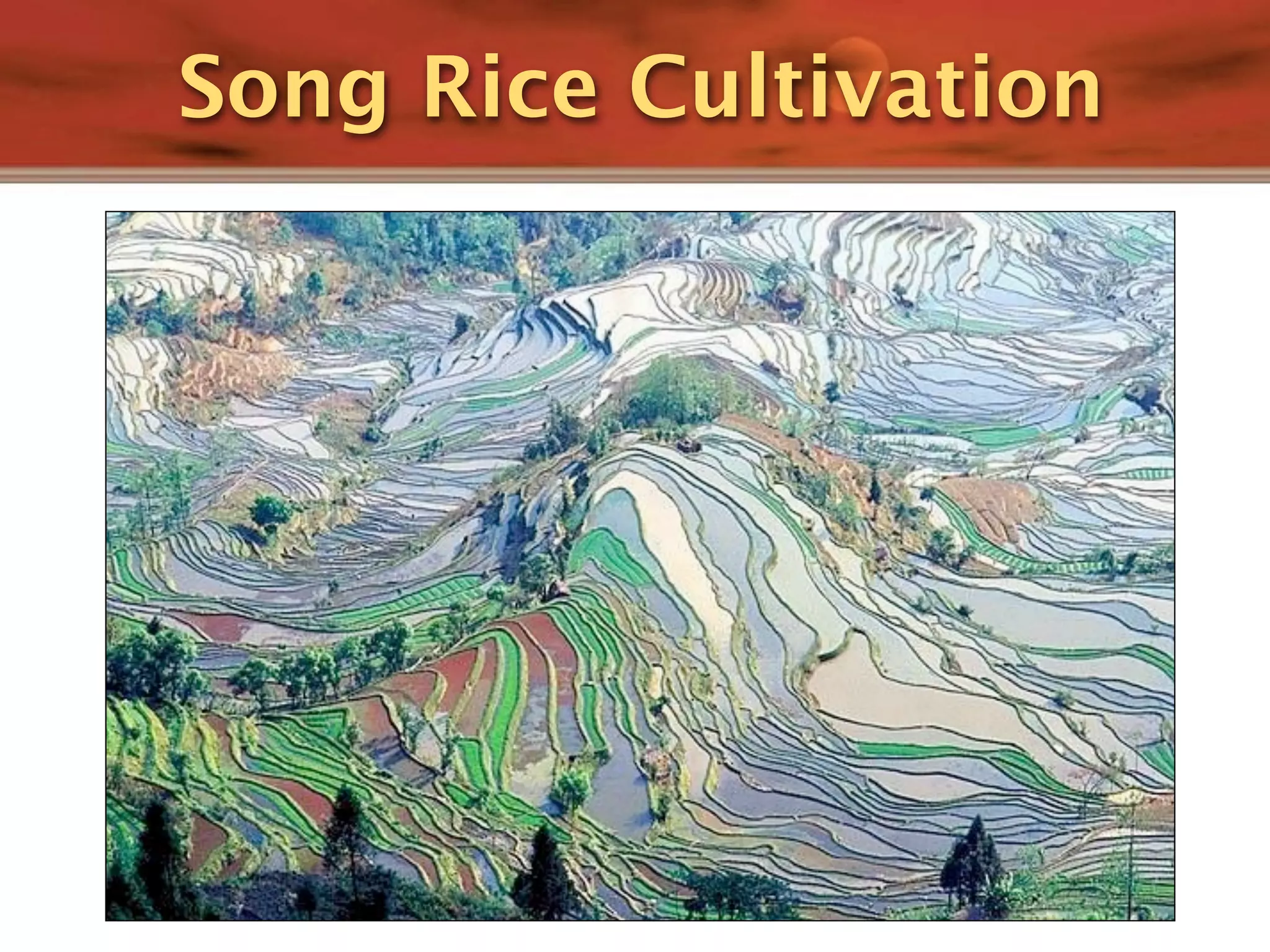 Song Rice Cultivation
 