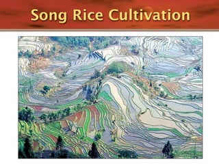 Song Rice Cultivation
 