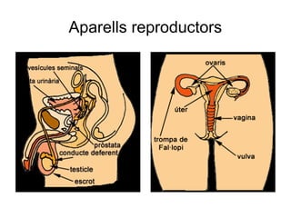 Aparells reproductors

 