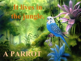 A PARROT
It lives in
the jungle.
 