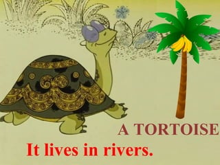A TORTOISE
It lives in rivers.
 