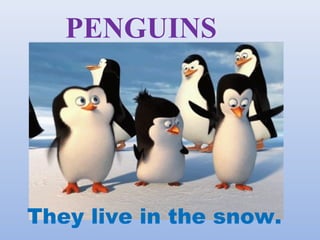 PENGUINS
They live in the snow.
 