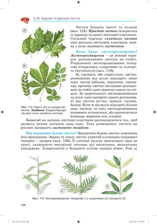 108
§ 28. Будова та функції листка
Ëèñòêè áóâàþòü ïðîñòі òà ñêëàäíі
(ìàë. 118). Ïðîñòèé ëèñòîê ñêëàäàєòüñÿ
іç ÷åðåøêà òà îäíієї ëèñòêîâîї ïëàñòèíêè.
Ñïіëüíèé ÷åðåøîê ñêëàäíîãî ëèñòêà
íåñå äåêіëüêà ëèñòêîâèõ ïëàñòèíîê, êîæ-
íó ç ÿêèõ íàçèâàþòü ëèñòî÷êîì.
ßêèì áóâàє ëèñòêîðîçìіùåííÿ?
Ëèñòêîðîçìіùåííÿ – öå ïåâíèé ïîðÿ-
äîê ðîçòàøóâàííÿ ëèñòêіâ íà ñòåáëі.
Ðîçðіçíÿþòü ëèñòêîðîçìіùåííÿ: ïî÷åð-
ãîâå (ñïіðàëüíå), ñóïðîòèâíå òà êіëü÷àñ-
òå (ìóòîâ÷àñòå) (ìàë. 119).
Çà ÷åðãîâîãî, àáî ñïіðàëüíîãî, ëèñòêî-
ðîçìіùåííÿ âіä âóçëà âіäõîäèòü ëèøå
îäèí ëèñòîê (ÿáëóíÿ, øèïøèíà, ïøåíè-
öÿ), ïðè÷îìó ëèñòêè ïîñëіäîâíî ðîçòàøî-
âàíі íà ñòåáëі îäèí âіäíîñíî îäíîãî ïî ñïі-
ðàëі. Çà ñóïðîòèâíîãî ëèñòêîðîçìіùåííÿ
íà âóçëі îäèí íàâïðîòè îäíîãî ðîçòàøîâà-
íі äâà ëèñòêè (ì’ÿòà, øàâëіÿ, êàëèíà,
áóçîê). Êîëè æ âіä âóçëà âіäõîäèòü áіëüøå
äâîõ ëèñòêіâ, òî òàêå ëèñòêîðîçìіùåííÿ
íàçèâàþòü êіëü÷àñòèì, àáî ìóòîâ÷àñòèì
(îëåàíäð, âîðîíÿ÷å îêî, åëîäåÿ).
Çàçâè÷àé íà ïàãîíàõ ëèñòêîâі ïëàñòèíêè ðîçòàøîâóþòüñÿ òàê, ùîá
ÿêîìîãà ìåíøå çàòіíÿòè îäíà îäíó. Òàêå ðîçìіùåííÿ ëèñòêіâ íà
ðîñëèíі íàçèâàþòü ëèñòêîâîþ ìîçàїêîþ.
ßêà âíóòðіøíÿ áóäîâà ëèñòêà? Âíóòðіøíÿ áóäîâà ëèñòêà çóìîâëåíà
éîãî ôóíêöіÿìè. Çâåðõó òà çíèçó ëèñòîê óêðèòèé êëіòèíàìè ïîêðèâíîї
òêàíèíè – øêіðêè (ìàë. 120). Її êëіòèíè ùіëüíî ïðèëÿãàþòü îäíà äî
îäíîї, çàõèùàþ÷è âíóòðіøíі ÷àñòèíè âіä âèñèõàííÿ, ìåõàíі÷íèõ
óøêîäæåíü. Õëîðîïëàñòіâ ó áіëüøîñòі êëіòèí øêіðêè íåìàє. Òîæ öі
Мал. 119. Листкорозміщення: почергове (1); супротивне (2); кільчасте (3)
1 3
2
Мал. 118. Прості (А) та складні (Б)
листки. Завдання. Охарактеризуй-
те різні типи складних листків
Á
À
(014-13)_V2.indd 108 14.07.2014 13:09:38
 