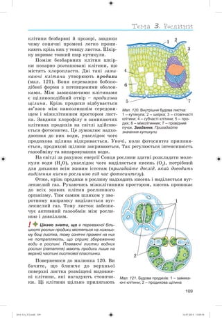 109
êëіòèíè áåçáàðâíі é ïðîçîðі, çàâäÿêè
÷îìó ñîíÿ÷íі ïðîìåíі ëåãêî ïðîíè-
êàþòü êðіçü íèõ ó òîâùó ëèñòêà. Øêіð-
êó âêðèâàє òîíêèé øàð êóòèêóëè.
Ïîìіæ áåçáàðâíèõ êëіòèí øêіð-
êè ïîïàðíî ðîçòàøîâàíі êëіòèíè, ùî
ìіñòÿòü õëîðîïëàñòè. Äâі òàêі çàìè-
êàþ÷і êëіòèíè óòâîðþþòü ïðîäèõè
(ìàë. 121). Âîíè ïåðåâàæíî áîáîïî-
äіáíîї ôîðìè ç ïîòîâùåíèìè îáîëîí-
êàìè. Ìіæ çàìèêàþ÷èìè êëіòèíàìè
є ùіëèíîïîäіáíèé îòâіð – ïðîäèõîâà
ùіëèíà. Êðіçü ïðîäèõè âіäáóâàєòüñÿ
çâ’ÿçîê ìіæ íàâêîëèøíіì ñåðåäîâè-
ùåì і ìіæêëіòèííèì ïðîñòîðîì ëèñò-
êà. Çàâäÿêè õëîðîôіëó â çàìèêàþ÷èõ
êëіòèíàõ ïðîäèõіâ íà ñâіòëі çäіéñíþ-
єòüñÿ ôîòîñèíòåç. Öå çóìîâëþє íàäõî-
äæåííÿ äî íèõ âîäè, óíàñëіäîê ÷îãî
ïðîäèõîâà ùіëèíà âіäêðèâàєòüñÿ. Óíî÷і, êîëè ôîòîñèíòåç ïðèïèíÿ-
єòüñÿ, ïðîäèõîâі ùіëèíè çàêðèâàþòüñÿ. Òàê ðåãóëþєòüñÿ іíòåíñèâíіñòü
ãàçîîáìіíó òà âèïàðîâóâàííÿ âîäè.
Íà ñâіòëі çà ðàõóíîê åíåðãії Ñîíöÿ ðîñëèíè çäàòíі ðîçêëàäàòè ìîëå-
êóëè âîäè (Í2
Î), óíàñëіäîê ÷îãî âèäіëÿєòüñÿ êèñåíü (Î2
), ïîòðіáíèé
äëÿ äèõàííÿ âñіì æèâèì іñòîòàì (ïðèãàäàéòå äîñëіä, ÿêèé äîâîäèòü
âèäіëåííÿ êèñíþ ðîñëèíîþ ïіä ÷àñ ôîòîñèíòåçó).
Îòæå, êðіçü ïðîäèõè â ðîñëèíó íàäõîäèòü êèñåíü і âèäіëÿєòüñÿ âóã-
ëåêèñëèé ãàç. Ðóõàþ÷èñü ìіæêëіòèííèì ïðîñòîðîì, êèñåíü ïðîíèêàє
äî âñіõ æèâèõ êëіòèí ðîñëèííîãî
îðãàíіçìó. Òèì ñàìèì øëÿõîì ó çâî-
ðîòíîìó íàïðÿìêó âèäіëÿєòüñÿ âóã-
ëåêèñëèé ãàç. Òîìó ëèñòîê çàáåçïå-
÷óє àêòèâíèé ãàçîîáìіí ìіæ ðîñëè-
íîþ і äîâêіëëÿì.
! Цікаво знати, що в переважної біль-
шості рослин продихи містяться на нижньо-
му боці листка, тому сонячні промені на них
не потрапляють, що сприяє збереженню
води в рослині. Плаваючі листки водних
рослин (латаття) мають продихи лише на
верхній частині листкової пластинки.
Ïîâåðíåìîñÿ äî ìàëþíêà 120. Âè
áà÷èòå, ùî áëèæ÷å äî âåðõíüîї
ïîâåðõíі ëèñòêà ðîçìіùåíі âèäîâæå-
íі êëіòèíè, ÿêі íàãàäóþòü ñòîâï÷è-
êè. Öі êëіòèíè ùіëüíî ïðèëÿãàþòü
Мал. 120. Внутрішня будова листка:
1 – кутикула; 2 – шкірка; 3 – стовпчасті
клітини; 4 – губчасті клітини; 5 – про-
дих; 6 – міжклітинник; 7 – провідний
пучок. Завдання. Пригадайте
значення кутикули
1 2
3
4
6
5 7
Мал. 121. Будова продихів: 1 – замика-
ючі клітини; 2 – продихова щілина
1
2
(014-13)_V2.indd 109 14.07.2014 13:09:38
 