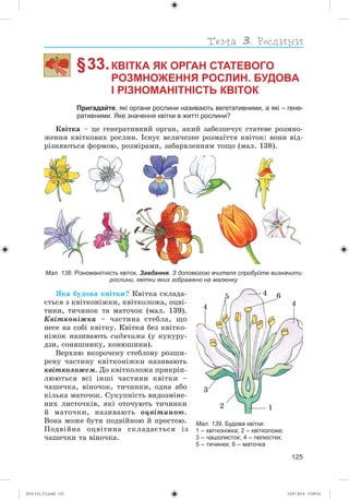 125
§ 33.КВІТКА ЯК ОРГАН СТАТЕВОГО
РОЗМНОЖЕННЯ РОСЛИН. БУДОВА
І РІЗНОМАНІТНІСТЬ КВІТОК
Пригадайте, які органи рослини називають вегетативними, а які – гене-
ративними. Яке значення квітки в житті рослини?
Êâіòêà – öå ãåíåðàòèâíèé îðãàí, ÿêèé çàáåçïå÷óє ñòàòåâå ðîçìíî-
æåííÿ êâіòêîâèõ ðîñëèí. Іñíóє âåëè÷åçíå ðîçìàїòòÿ êâіòîê: âîíè âіä-
ðіçíÿþòüñÿ ôîðìîþ, ðîçìіðàìè, çàáàðâëåííÿì òîùî (ìàë. 138).
Мал. 138. Різноманітність квіток. Завдання. З допомогою вчителя спробуйте визначити
рослини, квітки яких зображено на малюнку
ßêà áóäîâà êâіòêè? Êâіòêà ñêëàäà-
єòüñÿ ç êâіòêîíіæêè, êâіòêîëîæà, îöâі-
òèíè, òè÷èíîê òà ìàòî÷îê (ìàë. 139).
Êâіòêîíіæêà – ÷àñòèíà ñòåáëà, ùî
íåñå íà ñîáі êâіòêó. Êâіòêè áåç êâіòêî-
íіæîê íàçèâàþòü ñèäÿ÷èìè (ó êóêóðó-
äçè, ñîíÿøíèêó, êîíþøèíè).
Âåðõíþ âêîðî÷åíó ñòåáëîâó ðîçøè-
ðåíó ÷àñòèíó êâіòêîíіæêè íàçèâàþòü
êâіòêîëîæåì. Äî êâіòêîëîæà ïðèêðіï-
ëþþòüñÿ âñі іíøі ÷àñòèíè êâіòêè –
÷àøå÷êà, âіíî÷îê, òè÷èíêè, îäíà àáî
êіëüêà ìàòî÷îê. Ñóêóïíіñòü âèäîçìіíå-
íèõ ëèñòî÷êіâ, ÿêі îòî÷óþòü òè÷èíêè
é ìàòî÷êè, íàçèâàþòü îöâіòèíîþ.
Âîíà ìîæå áóòè ïîäâіéíîþ é ïðîñòîþ.
Ïîäâіéíà îöâіòèíà ñêëàäàєòüñÿ іç
÷àøå÷êè òà âіíî÷êà.
Мал. 139. Будова квітки:
1 – квітконіжка; 2 – квітколоже;
3 – чашолисток; 4 – пелюстки;
5 – тичинки; 6 – маточка
12
3
4
4
4
5 6
(014-13)_V2.indd 125 14.07.2014 13:09:41
 