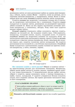 130
§34. Суцвіття
ðîçìіùåííÿ êâіòîê óñі âîíè ðîçòàøîâàíі ìàéæå íà îäíîìó ðіâíі (íàïðèê-
ëàä, ó ÿáëóíі, ãðóøі, ñëèâè). Êîëîñ – ñóöâіòòÿ, ñõîæå íà êèòèöþ, àëå іç
ñèäÿ÷èìè êâіòêàìè (íàïðèêëàä, ó ïîäîðîæíèêà, îñîêè). Êîëîñ іç ïîòîâ-
ùåíîþ âіññþ ìàє íàçâó ïî÷àòîê (ñóöâіòòÿ æіíî÷èõ êâіòîê êóêóðóäçè).
Ñóöâіòòÿ ãîëîâêà ìàє âêîðî÷åíó і ïîòîâùåíó ãîëîâíó âіñü іç êâіòêà-
ìè íà âêîðî÷åíèõ êâіòêîíіæêàõ (ÿê ó êîíþøèíè). Ñóöâіòòÿ êîøèê
ñêëàäàєòüñÿ іç ñèäÿ÷èõ êâіòîê, ðîçìіùåíèõ íà ðîçøèðåíіé òàðіëêîïî-
äіáíіé ãîëîâíіé îñі. Çíèçó öÿ âіñü âêðèòà ÷èñëåííèìè çåëåíèìè ëèñò-
êàìè (íàïðèêëàä, ó ñîíÿøíèêó, àéñòðè). Òîìó çîâíі òàêå ñóöâіòòÿ
íàãàäóє îêðåìó êâіòêó.
Ñêëàäíі ñóöâіòòÿ ñòàíîâëÿòü ñîáîþ ñóêóïíіñòü ïðîñòèõ ñóöâіòü,
çіáðàíèõ íà ñïіëüíіé îñі. Äî ñêëàäíèõ ñóöâіòü (ìàë. 144) âіäíîñÿòü,
íàïðèêëàä, ñêëàäíèé çîíòèê, âîëîòü, ñêëàäíèé êîëîñ. Ó ñóöâіòòÿ
ñêëàäíèé çîíòèê âіä âêîðî÷åíîї îñíîâíîї îñі âіäõîäÿòü áі÷íі, ùî
çàêіí÷óþòüñÿ ïðîñòèìè çîíòèêàìè (ó ìîðêâè, êðîïó). Ñóöâіòòÿ âîëîòü
ñêëàäàєòüñÿ ç ïðîñòèõ êèòèöü (íàïðèêëàä, áóçîê, âèíîãðàä) àáî êîëîñ-
êіâ (ïðîñî, ðèñ, ñóöâіòòÿ ÷îëîâі÷èõ êâіòîê êóêóðóäçè). Öі ñóöâіòòÿ
ðîçòàøîâàíі íå íà ãîëîâíіé îñі, à íà її áі÷íèõ âіäãàëóæåííÿõ. Ñêëàäíèé
êîëîñ ñêëàäàєòüñÿ ç ðîçòàøîâàíèõ óçäîâæ ãîëîâíîї îñі ïðîñòèõ êîëîñ-
êіâ (íàïðèêëàä, ó æèòà, ïøåíèöі, ïèðіþ).
Мал. 144. Складні суцвіття
ßêå çíà÷åííÿ ñóöâіòü ó æèòòі ðîñëèí? Çіáðàíі â ñóöâіòòÿ êâіòêè –
öå ïðèñòîñóâàííÿ ðîñëèí äëÿ ïîëіïøåííÿ çàïèëåííÿ. Íàïðèêëàä,
çіáðàíі ðàçîì äðіáíі êâіòêè (ó êàëèíè, ðåäüêè, ãîðîáèíè) êðàùå ïîìіò-
íі äëÿ êîìàõ-çàïèëþâà÷іâ. Ó âіòðîçàïèëüíèõ ðîñëèí äðіáíі êâіòêè,
çіáðàíі â ñóöâіòòÿ, êðàùå âëîâëþþòü ïèëîê ç ïîâіòðÿ (íàïðèêëàä, ó
âåðáè, òîïîëі, êóêóðóäçè). Ó ñóöâіòòі óòâîðþєòüñÿ áіëüøà êіëüêіñòü
ïëîäіâ, íіæ â îêðåìèõ êâіòêàõ. Öå ñïðèÿє çðîñòàííþ ÷èñåëüíîñòі âèäó
òà éîãî ïîøèðåííþ.
ÓÇÀÃÀËÜÍÈÌÎ ÇÍÀÍÍß
Квітки дрібних розмірів здебільшого зібрані в прості чи складні суцвіття.
Суцвіття збільшують імовірність запилення та кількість утворених пло-
дів. Це сприяє зростанню чисельності виду та його розселенню.
Ïîïîâíіòü ñâіé áіîëîãі÷íèé ñëîâíèê: ïðîñòі òà ñêëàäíі ñóöâіòòÿ.
Ñêëàäíèé çîíòèê Âîëîòü Ñêëàäíèé êîëîñ
(014-13)_V2.indd 130 14.07.2014 13:09:43
 