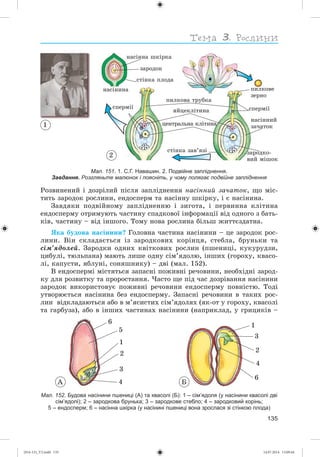 135
Мал. 151. 1. С.Г. Навашин. 2. Подвійне запліднення.
Завдання. Розгляньте малюнок і поясніть, у чому полягає подвійне запліднення
Ðîçâèíåíèé і äîçðіëèé ïіñëÿ çàïëіäíåííÿ íàñіííèé çà÷àòîê, ùî ìіñ-
òèòü çàðîäîê ðîñëèíè, åíäîñïåðì òà íàñіííó øêіðêó, і є íàñіíèíà.
Çàâäÿêè ïîäâіéíîìó çàïëіäíåííþ і çèãîòà, і ïåðâèííà êëіòèíà
åíäîñïåðìó îòðèìóþòü ÷àñòèíó ñïàäêîâîї іíôîðìàöії âіä îäíîãî ç áàòü-
êіâ, ÷àñòèíó – âіä іíøîãî. Òîìó íîâà ðîñëèíà áіëüø æèòòєçäàòíà.
ßêà áóäîâà íàñіíèíè? Ãîëîâíà ÷àñòèíà íàñіíèíè – öå çàðîäîê ðîñ-
ëèíè. Âіí ñêëàäàєòüñÿ іç çàðîäêîâèõ êîðіíöÿ, ñòåáëà, áðóíüêè òà
ñіì’ÿäîëåé. Çàðîäêè îäíèõ êâіòêîâèõ ðîñëèí (ïøåíèöі, êóêóðóäçè,
öèáóëі, òþëüïàíà) ìàþòü ëèøå îäíó ñіì’ÿäîëþ, іíøèõ (ãîðîõó, êâàñî-
ëі, êàïóñòè, ÿáëóíі, ñîíÿøíèêó) – äâі (ìàë. 152).
Â åíäîñïåðìі ìіñòÿòüñÿ çàïàñíі ïîæèâíі ðå÷îâèíè, íåîáõіäíі çàðîä-
êó äëÿ ðîçâèòêó òà ïðîðîñòàííÿ. ×àñòî ùå ïіä ÷àñ äîçðіâàííÿ íàñіíèíè
çàðîäîê âèêîðèñòîâóє ïîæèâíі ðå÷îâèíè åíäîñïåðìó ïîâíіñòþ. Òîäі
óòâîðþєòüñÿ íàñіíèíà áåç åíäîñïåðìó. Çàïàñíі ðå÷îâèíè â òàêèõ ðîñ-
ëèí âіäêëàäàþòüñÿ àáî â ì’ÿñèñòèõ ñіì’ÿäîëÿõ (ÿê-îò ó ãîðîõó, êâàñîëі
òà ãàðáóçà), àáî â іíøèõ ÷àñòèíàõ íàñіíèíè (íàïðèêëàä, ó ãðèöèêіâ –
1
3
2
4
6
6
5
1
2
4
3
À Á
Мал. 152. Будова насінини пшениці (А) та квасолі (Б): 1 – сім’ядоля (у насінини квасолі дві
сім’ядолі); 2 – зародкова брунька; 3 – зародкове стебло; 4 – зародковий корінь;
5 – ендосперм; 6 – насінна шкірка (у насінині пшениці вона зрослася зі стінкою плода)
ïèëêîâå
çåðíî
íàñіííà øêіðêà
çàðîäîê
ñòіíêà ïëîäà
ñïåðìіїñïåðìії
íàñіííèé
çà÷àòîê
çàðîäêî-
âèé ìіøîê
íàñіíèíà
ïèëêîâà òðóáêà
ÿéöåêëіòèíà
öåíòðàëüíà êëіòèíà
ñòіíêà çàâ’ÿçі
1
2
(014-13)_V2.indd 135 14.07.2014 13:09:44
 