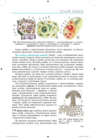 Тема
193
ÁÀ
1
1
2
2
2
3
4
3 3
5
4
45
5
6
7
7
Â
Мал. 203. Клітини рослин (А), тварин (Б) і грибів (В): 1 – клітинна оболонка; 2 – клітинна
мембрана; 3 – цитоплазма; 4 – ядро; 5 – мітохондрія; 6 – хлоропласт; 7 – вакуоля.
Завдання. Порівняйте будову клітин рослин, грибів
Ñåðåä ãðèáіâ є îäíîêëіòèííі îðãàíіçìè, ÿê-îò äðіæäæі, òà áàãàòî-
êëіòèííі îðãàíіçìè, íàïðèêëàä øàïèíêîâі ãðèáè.
ßêі îçíàêè ïðèòàìàííі ãðèáàì? Ãðèáè – îäíі ç íàéäàâíіøèõ ìåø-
êàíöіâ íàøîї ïëàíåòè. Âîíè çàñåëèëè âñі ìîæëèâі ñåðåäîâèùà æèòòÿ:
ґðóíò, âîäîéìè. Áàãàòî ãðèáіâ îñåëÿєòüñÿ íà ïîâåðõíі àáî âñåðåäèíі
іíøèõ æèâèõ іñòîò. Êëіòèíè ãðèáіâ, ÿê і êëіòèíè ðîñëèí, îòî÷åíі ùіëü-
íîþ êëіòèííîþ îáîëîíêîþ. Âîíà ðîçòàøîâàíà íàä êëіòèííîþ ìåìáðà-
íîþ (ìàë. 203). Äî ñêëàäó êëіòèííîї îáîëîíêè ãðèáіâ âõîäèòü âóãëåâîä
õіòèí (ïðèãàäàéòå, ó êëіòèííèõ ñòіíêàõ ðîñëèí – öåëþëîçà). Öÿ ñïî-
ëóêà òðàïëÿєòüñÿ â äåÿêèõ òâàðèí: êîìàõ, ïàâóêіâ, ðàêіâ.
Êëіòèíè ãðèáіâ, òàê ñàìî ÿê і êëіòèíè ðîñëèí і òâàðèí, ìàþòü ÿäðî
(îäíå àáî äâà) òà ìіòîõîíäðії. À îò õëîðîïëàñòіâ âîíè íå ìіñòÿòü, òîìó
äî ôîòîñèíòåçó ãðèáè íå çäàòíі. Ó êëіòèíàõ ãðèáіâ, ÿê і â êëіòèíàõ ðîñ-
ëèí, є âàêóîëі ç êëіòèííèì ñîêîì.
Òіëî áàãàòîêëіòèííèõ ãðèáіâ ñêëàäàєòüñÿ ç íèòêîïîäіáíèõ óòâîðіâ,
ÿêі íàçèâàþòü ãіôàìè. Ó øàïèíêîâèõ ãðèáіâ âîíè ñêëàäàþòüñÿ ç áàãà-
òüîõ êëіòèí, ðîçòàøîâàíèõ îäíà çà îäíîþ.
Îñíîâíà їõíÿ ôóíêöіÿ – âáèðàííÿ ç ґðóíòó
âîäè ç ðîç÷èíåíèìè â íіé ïîæèâíèìè ðå÷î-
âèíàìè. Ñóêóïíіñòü ãіôіâ ãðèáіâ íàçèâàþòü
ãðèáíèöåþ, àáî ìіöåëієì (ìàë. 204). Íà âіä-
ìіíó âіä áіëüøîñòі áàãàòîêëіòèííèõ ðîñëèí
і òâàðèí, ãðèáè íå óòâîðþþòü ñïðàâæíі òêà-
íèíè. Ðіñò ãðèáà çàáåçïå÷óєòüñÿ ïîäіëîì òà
ðîñòîì êëіòèí ìіöåëіþ.
! Цікаво знати, що в найбільш просто організо-
ваних грибів, наприклад у одноклітинного мукора,
гіфи не поділені перегородками на окремі клітини
і тому містять багато ядер.
Çà ðàõóíîê ùіëüíîãî ïåðåïëåòåííÿ ãіôіâ
óòâîðþþòüñÿ ïëîäîâі òіëà, ðîçòàøîâàíі íàä
Мал. 204. Схема будови пече-
риці: 1 – гіфи; 2 – міцелій; 3 –
плодове тіло
1 3
2
(014-13)_V3.indd 193 14.07.2014 13:13:34
 