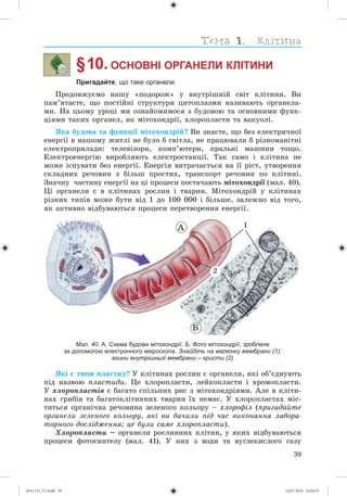 39
§ 10. ОСНОВНІ ОРГАНЕЛИ КЛІТИНИ
Пригадайте, що таке органели.
Ïðîäîâæóєìî íàøó «ïîäîðîæ» ó âíóòðіøíіé ñâіò êëіòèíè. Âè
ïàì’ÿòàєòå, ùî ïîñòіéíі ñòðóêòóðè öèòîïëàçìè íàçèâàþòü îðãàíåëà-
ìè. Íà öüîìó óðîöі ìè îçíàéîìèìîñÿ ç áóäîâîþ òà îñíîâíèìè ôóíê-
öіÿìè òàêèõ îðãàíåë, ÿê ìіòîõîíäðії, õëîðîïëàñòè òà âàêóîëі.
ßêà áóäîâà òà ôóíêöії ìіòîõîíäðіé? Âè çíàєòå, ùî áåç åëåêòðè÷íîї
åíåðãії â íàøîìó æèòëі íå áóëî á ñâіòëà, íå ïðàöþâàëè á ðіçíîìàíіòíі
åëåêòðîïðèëàäè: òåëåâіçîðè, êîìï’þòåðè, ïðàëüíі ìàøèíè òîùî.
Åëåêòðîåíåðãіþ âèðîáëÿþòü åëåêòðîñòàíöії. Òàê ñàìî і êëіòèíà íå
ìîæå іñíóâàòè áåç åíåðãії. Åíåðãіÿ âèòðà÷àєòüñÿ íà її ðіñò, óòâîðåííÿ
ñêëàäíèõ ðå÷îâèí ç áіëüø ïðîñòèõ, òðàíñïîðò ðå÷îâèí ïî êëіòèíі.
Çíà÷íó ÷àñòèíó åíåðãії íà öі ïðîöåñè ïîñòà÷àþòü ìіòîõîíäðії (ìàë. 40).
Öі îðãàíåëè є â êëіòèíàõ ðîñëèí і òâàðèí. Ìіòîõîíäðіé ó êëіòèíàõ
ðіçíèõ òèïіâ ìîæå áóòè âіä 1 äî 100 000 і áіëüøå, çàëåæíî âіä òîãî,
ÿê àêòèâíî âіäáóâàþòüñÿ ïðîöåñè ïåðåòâîðåííÿ åíåðãії.
À
Á
1
2
Мал. 40. А. Схема будови мітохондрії. Б. Фото мітохондрії, зроблене
за допомогою електронного мікроскопа. Знайдіть на малюнку мембрани (1);
вгини внутрішньої мембрани – кристи (2)
ßêі є òèïè ïëàñòèä? Ó êëіòèíàõ ðîñëèí є îðãàíåëè, ÿêі îá’єäíóþòü
ïіä íàçâîþ ïëàñòèäè. Öå õëîðîïëàñòè, ëåéêîïëàñòè і õðîìîïëàñòè.
Ó õëîðîïëàñòіâ є áàãàòî ñïіëüíèõ ðèñ ç ìіòîõîíäðіÿìè. Àëå â êëіòè-
íàõ ãðèáіâ òà áàãàòîêëіòèííèõ òâàðèí їõ íåìàє. Ó õëîðîïëàñòàõ ìіñ-
òèòüñÿ îðãàíі÷íà ðå÷îâèíà çåëåíîãî êîëüîðó – õëîðîôіë (ïðèãàäàéòå
îðãàíåëè çåëåíîãî êîëüîðó, ÿêі âè áà÷èëè ïіä ÷àñ âèêîíàííÿ ëàáîðà-
òîðíîãî äîñëіäæåííÿ; öå áóëè ñàìå õëîðîïëàñòè).
Õëîðîïëàñòè – îðãàíåëè ðîñëèííèõ êëіòèí, ó ÿêèõ âіäáóâàþòüñÿ
ïðîöåñè ôîòîñèíòåçó (ìàë. 41). Ó íèõ ç âîäè òà âóãëåêèñëîãî ãàçó
(014-13)_V1.indd 39 14.07.2014 14:04:55
 
