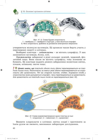 40
§ 10. Основні органели клітини
Мал. 41. А. Схема будови хлоропласта:
1 – мембрана; 2 – мембранні структури, у яких міститься хлорофіл.
Б. Фото хлоропласта, зроблене за допомогою електронного мікроскопа
1
2
À Á
óòâîðþþòüñÿ ìîëåêóëè âóãëåâîäіâ. Öі îðãàíåëè òàêîæ áåðóòü ó÷àñòü ó
ïåðåòâîðåííі åíåðãії â êëіòèíàõ.
Áåçáàðâíі ïëàñòèäè – ëåéêîïëàñòè – íå ìіñòÿòü õëîðîôіëó. Ó íèõ
çàïàñàþòüñÿ âóãëåâîäè, áіëêè, îëії.
Õðîìîïëàñòè çàáàðâëåíі â ðіçíі êîëüîðè: æîâòèé, ÷åðâîíèé, ôіî-
ëåòîâèé òîùî. Âîíè òàêîæ íå ìіñòÿòü õëîðîôіëó, òîìó çåëåíèìè íå
áóâàþòü. Öі ïëàñòèäè íàäàþòü ðіçíîãî çàáàðâëåííÿ ïåëþñòêàì êâіòîê,
ïëîäàì, îñіííüîìó ëèñòþ òîùî.
! Цікаво знати, що пластиди одного типу здатні перетворюватися на плас-
тиди іншого типу. Лейкопласти за певних умов здатні перетворюватися на хлоро-
пласти або хромопласти. Під час старіння листків, стебел, дозрівання плодів у
хлоропластах може руйнуватися хлорофіл, і вони перетворюються на хромопласти.
Але хромопласти на пластиди інших типів не перетворюються (мал. 42).
3
1
2
Мал. 42. Схема взаємоперетворення одних пластид на інші:
1 – хлоропласт; 2 – лейкопласт; 3 – хромопласт
Âèÿâèòè õëîðîïëàñòè â êëіòèíàõ ëèñòêà åëîäåї і ïðîñòåæèòè çà
їõíіì ðóõîì âè çìîæåòå, âèêîíàâøè ëàáîðàòîðíå äîñëіäæåííÿ.
(014-13)_V1.indd 40 14.07.2014 14:04:55
 