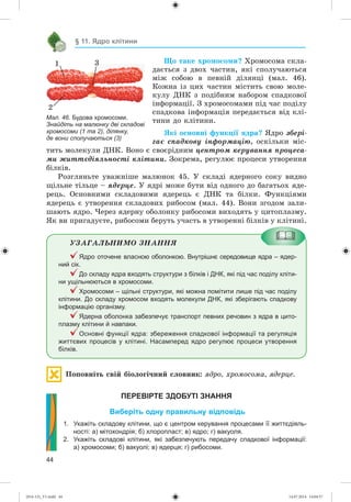 44
§ 11. Ядро клітини
Ùî òàêå õðîìîñîìè? Õðîìîñîìà ñêëà-
äàєòüñÿ ç äâîõ ÷àñòèí, ÿêі ñïîëó÷àþòüñÿ
ìіæ ñîáîþ â ïåâíіé äіëÿíöі (ìàë. 46).
Êîæíà іç öèõ ÷àñòèí ìіñòèòü ñâîþ ìîëå-
êóëó ÄÍÊ ç ïîäіáíèì íàáîðîì ñïàäêîâîї
іíôîðìàöії. Ç õðîìîñîìàìè ïіä ÷àñ ïîäіëó
ñïàäêîâà іíôîðìàöіÿ ïåðåäàєòüñÿ âіä êëі-
òèíè äî êëіòèíè.
ßêі îñíîâíі ôóíêöії ÿäðà? ßäðî çáåðі-
ãàє ñïàäêîâó іíôîðìàöіþ, îñêіëüêè ìіñ-
òèòü ìîëåêóëè ÄÍÊ. Âîíî є ñâîєðіäíèì öåíòðîì êåðóâàííÿ ïðîöåñà-
ìè æèòòєäіÿëüíîñòі êëіòèíè. Çîêðåìà, ðåãóëþє ïðîöåñè óòâîðåííÿ
áіëêіâ.
Ðîçãëÿíüòå óâàæíіøå ìàëþíîê 45. Ó ñêëàäі ÿäåðíîãî ñîêó âèäíî
ùіëüíå òіëüöå – ÿäåðöå. Ó ÿäðі ìîæå áóòè âіä îäíîãî äî áàãàòüîõ ÿäå-
ðåöü. Îñíîâíèìè ñêëàäîâèìè ÿäåðåöü є ÄÍÊ òà áіëêè. Ôóíêöіÿìè
ÿäåðåöü є óòâîðåííÿ ñêëàäîâèõ ðèáîñîì (ìàë. 44). Âîíè çãîäîì çàëè-
øàþòü ÿäðî. ×åðåç ÿäåðíó îáîëîíêó ðèáîñîìè âèõîäÿòü ó öèòîïëàçìó.
ßê âè ïðèãàäóєòå, ðèáîñîìè áåðóòü ó÷àñòü â óòâîðåííі áіëêіâ ó êëіòèíі.
ÓÇÀÃÀËÜÍÈÌÎ ÇÍÀÍÍß
Ядро оточене власною оболонкою. Внутрішнє середовище ядра – ядер-
ний сік.
До складу ядра входять структури з білків і ДНК, які під час поділу кліти-
ни ущільнюються в хромосоми.
Хромосоми – щільні структури, які можна помітити лише під час поділу
клітини. До складу хромосом входять молекули ДНК, які зберігають спадкову
інформацію організму.
Ядерна оболонка забезпечує транспорт певних речовин з ядра в цито-
плазму клітини й навпаки.
Основні функції ядра: збереження спадкової інформації та регуляція
життєвих процесів у клітині. Насамперед ядро регулює процеси утворення
білків.
Ïîïîâíіòü ñâіé áіîëîãі÷íèé ñëîâíèê: ÿäðî, õðîìîñîìà, ÿäåðöå.
ПЕРЕВІРТЕ ЗДОБУТІ ЗНАННЯ
Виберіть одну правильну відповідь
1. Укажіть складову клітини, що є центром керування процесами її життєдіяль-
ності: а) мітохондрія; б) хлоропласт; в) ядро; г) вакуоля.
2. Укажіть складові клітини, які забезпечують передачу спадкової інформації:
а) хромосоми; б) вакуолі; в) ядерця; г) рибосоми.
Мал. 46. Будова хромосоми.
Знайдіть на малюнку дві складові
хромосоми (1 та 2), ділянку,
де вони сполучаються (3)
1
2
3
(014-13)_V1.indd 44 14.07.2014 14:04:57
 