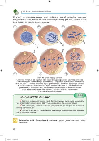46
§ 12. Ріст і розмноження клітин
її ìіñöі íå ç’ÿâëÿòèìóòüñÿ íîâі êëіòèíè, òàêèé îðãàíіçì íåâäîâçі
íåîäìіííî çàãèíå. Îòæå, áàãàòî êëіòèí îðãàíіçìó ðîñëèí, ãðèáіâ і òâà-
ðèí çäàòíі äî ïåðіîäè÷íîãî ïîäіëó.
1 2
5 64
á
á
âá
3
à
Мал. 48. Етапи поділу клітини:
1. Клітина готується до поділу, у ядрі видно складові хромосом у вигляді ниток (а).
2. Початок поділу: хромосоми (б) добре видно в мікроскоп, можна навіть порахувати
їхню кількість. 3. Зникає оболонка ядра, хромосоми (б) прямують до центра клітини.
4. Хромосоми (б) розташовуються в ряд по центру клітини. 5. Половини кожної
хромосоми (в) розходяться до протилежних кінців клітини. 6. Навколо кожної
з груп хромосом формується ядерна оболонка, ділиться цитоплазма.
Утворюються дочірні клітини
ÓÇÀÃÀËÜÍÈÌÎ ÇÍÀÍÍß
Клітини як одноклітинних, так і багатоклітинних організмів виявляють
такі властивості живого: вони ростуть, розвиваються й розмножуються.
Під час поділу клітини зазвичай утворюються дві дочірні, які є точною
копією материнської.
Здатність клітин до розмноження забезпечує безперервність існування
життя на нашій планеті.
Ïîïîâíіòü ñâіé áіîëîãі÷íèé ñëîâíèê: ðіñò, ðîçìíîæåííÿ, ïîäіë
êëіòèíè.
(014-13)_V1.indd 46 14.07.2014 14:04:57
 