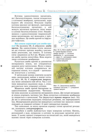 49
Êëіòèíà îäíîêëіòèííèõ îðãàíіçìіâ,
ÿê і áàãàòîêëіòèííèõ, òàêîæ ñêëàäàєòüñÿ
ç êëіòèííîї ìåìáðàíè, öèòîïëàçìè, ÿäðà
(îäíîãî àáî êіëüêîõ). Îñêіëüêè îêðåìà
êëіòèíà âèêîíóє âñі ôóíêöії, ïðèòàìàííі
áàãàòîêëіòèííîìó îðãàíіçìó, ó íіé
ìîæóòü ìіñòèòèñÿ îðãàíåëè, ÿêèõ íåìàє
â êëіòèíі áàãàòîêëіòèííèõ іñòîò. Îçíàéî-
ìèìîñÿ ç îäíîêëіòèííèìè òâàðèíîïîäіá-
íèìè îðãàíіçìàìè, ÿêі ìåøêàþòü ó ïðіñ-
íèõ âîäîéìàõ. Öå àìåáà ïðîòåé òà іíôóçî-
ðіÿ-òóôåëüêà.
ßêі îçíàêè õàðàêòåðíі äëÿ àìåáè ïðî-
òåÿ? Íà ìàëþíêó 50, À çîáðàæåíî àìåáó
ïðîòåÿ. Öÿ îäíîêëіòèííà іñòîòà ìåøêàє
íà äíі ñòîÿ÷èõ ïðіñíèõ âîäîéì ç ðîñëèí-
íèìè ðåøòêàìè, ùî ãíèþòü. Її êëіòèíà
ñÿãàє çàâäîâæêè äî 0,5 ìì. Ôîðìà êëіòè-
íè àìåáè ïðîòåÿ íåïîñòіéíà. Âîíà âêðèòà
ëèøå êëіòèííîþ ìåìáðàíîþ.
Ðóõàєòüñÿ àìåáà ïðîòåé çà äîïîìîãîþ
íåñïðàâæíіõ íіæîê, ÿêі óòâîðþþòüñÿ
çàâäÿêè ðóõó öèòîïëàçìè. Êîëè â ïåðåä-
íіé ÷àñòèíі êëіòèíè óòâîðþþòüñÿ íå-
ñïðàâæíі íіæêè, òî â çàäíіé – öèòîïëàç-
ìà âòÿãóєòüñÿ ó êëіòèíó.
Ó öèòîïëàçìі ìîæíà ïîìіòèòè êóëÿñòå
ÿäðî, ðîçòàøîâàíå ìàéæå â öåíòðі êëіòè-
íè (ìàë. 50, Á). Є ñêîðîòëèâà âàêóîëÿ,
ÿêà ìîæå çìіíþâàòè ñâіé îá’єì. Òàê ç êëі-
òèíè âèâîäèòüñÿ íàäëèøîê âîäè, і, îòæå,
ðåãóëþєòüñÿ òèñê óñåðåäèíі êëіòèíè.
Æèâèòüñÿ àìåáà ïðîòåé áàêòåðіÿìè òà
îäíîêëіòèííèìè âîäîðîñòÿìè. ×àñòèíêè
їæі âîíà çàõîïëþє çà äîïîìîãîþ íåñïðàâæíіõ íіæîê. Äâі ñóñіäíі íåñïðàâæ-
íі íіæêè îãîðòàþòü ÷àñòèíêó їæі. Âîíà îòî÷óєòüñÿ êëіòèííîþ ìåìáðàíîþ
òà îïèíÿєòüñÿ â öèòîïëàçìі. Òàê ôîðìóєòüñÿ òðàâíà âàêóîëÿ (ìàë. 51).
Äî íåї іç öèòîïëàçìè íàäõîäÿòü ñïåöіàëüíі ðå÷îâèíè, ÿêі ïåðåòðàâëþþòü
їæó. Íåïåðåòðàâëåíі ðåøòêè їæі âèâîäÿòüñÿ ç êëіòèíè òàê: âàêóîëÿ ç íèìè
ïіäõîäèòü äî ïîâåðõíі êëіòèíè і її âìіñò âèêèäàєòüñÿ íàçîâíі.
Òèï æèâëåííÿ, çà ÿêîãî îðãàíіçì îòðèìóє ãîòîâі îðãàíі÷íі ðå÷îâè-
íè, íàçèâàþòü ãåòåðîòðîôíèì.
Ãàçîîáìіí â àìåáè âіäáóâàєòüñÿ ÷åðåç ïîâåðõíþ êëіòèíè. Êèñåíü,
ðîç÷èíåíèé ó âîäі, ïîòðàïëÿє â êëіòèíó òà ðîçêëàäàє îðãàíі÷íі ðå÷î-
âèíè. Ó öüîìó ïðîöåñі óòâîðþєòüñÿ âóãëåêèñëèé ãàç, ÿêèé âèâîäèòüñÿ
íàçîâíі òàêîæ ÷åðåç ïîâåðõíþ êëіòèíè.
Мал. 50. А. Фото амеби протея.
Б. Схема будови клітини
амеби протея: 1 – клітинна
мембрана; 2 – цитоплазма;
3 – ядро; 4 – несправжні ніжки;
5 – скоротлива вакуоля;
6 – травна вакуоля
1 6
5
4
3
À
Á
2
Мал. 51. Захоплення амебою
поживної часточки; 1 – утворення
травної вакуолі
1
(014-13)_V1.indd 49 14.07.2014 14:04:58
 